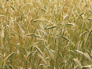 Close up of rye plants as nature background