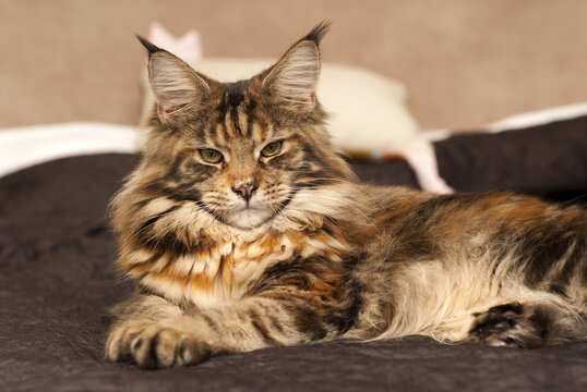 A beautiful long-haired brown tabby Maine Coon cat with green eyes is lying on a bed looking at the camera with a curious expression on its face