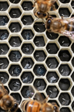 Honey bee eggs and young larva on brood frame