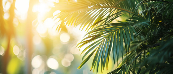 Fototapeta na wymiar Golden sunlight filters through tropical palm fronds, creating a warm