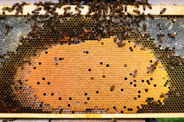 Frame of honey bee brood showing different colored cappings