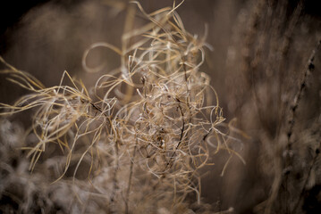 Photo of dried wild grass
