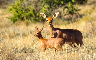 Steenbok ewe and her lamb (Raphicerus campestris), Karoo National Park, Western Cape, South Africa.
