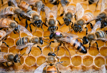 Honey bee queen, marked pink, on comb, surrounded by nurse bees