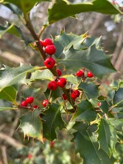 Winter Holly with Bright Red Berries