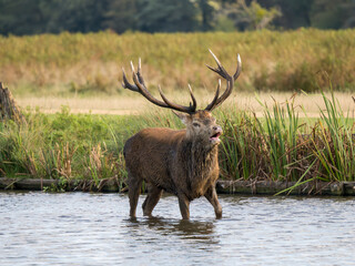 Red Deer Bellowing During the Rut