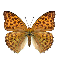 silver-washed fritillary, Argynnis paphia,beautiful butterfly isolated on white background