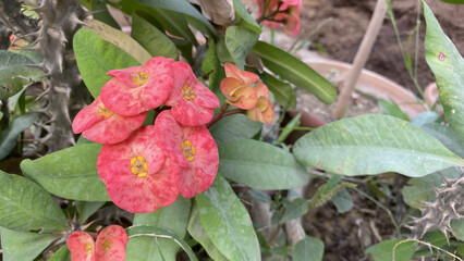 Crown of Thorns flower - Red flower with thorns - Christ Thorn flowers - Euphorbia milli.
