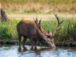Red Deer Bellowing During the Rut