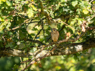 Kestrel Perched in a Tree