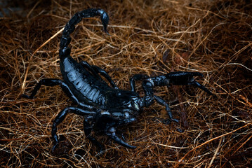 Black scorpion is raising its tail, ready to attack
