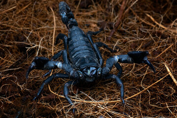 Black scorpion is raising its tail, ready to attack