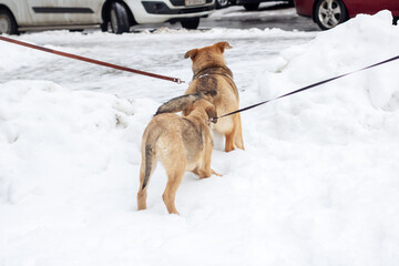 Two brown puppies playing in the snow