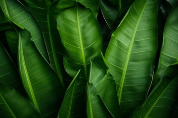 Banana leaves forming a natural background