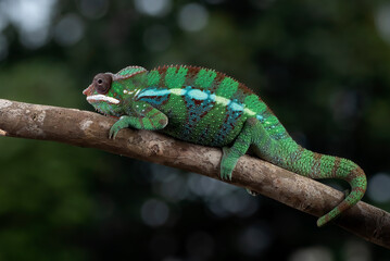 Green panther chameleon on a tree branch