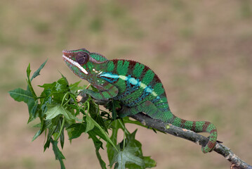 Green panther chameleon on a tree branch
