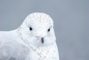 Seagull Ring billed Gull in a parking lot