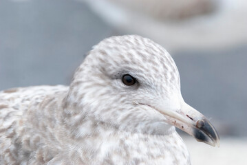 Seagull Herring Gull in a parking lot