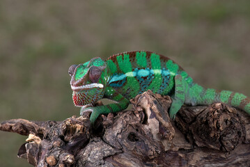Green panther chameleon on a tree branch