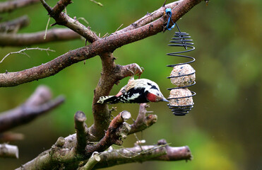 The middle spotted woodpecker hangs on the tallow ball and eats them together with the tits around 
