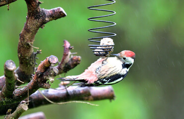The middle spotted woodpecker eating sunflowers from the hanging tallow ball 