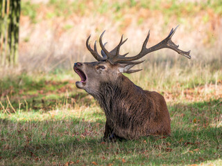 Red Deer Stag Sitting on the Ground