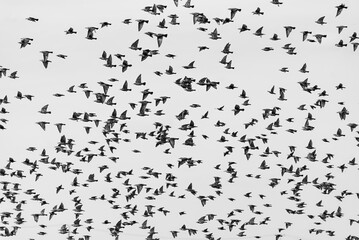 Group of birds flying 