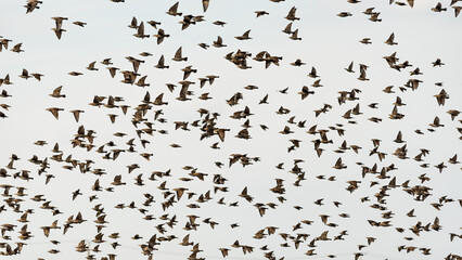 Group of birds flying 