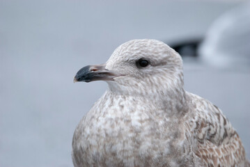 Seagull Herring Gull in a parking lot
