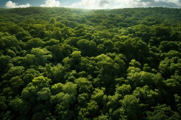 Aerial shot of a dense forest canopy dappled in sunlight