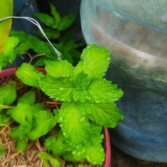 Mint leaf with dew © Raquel
