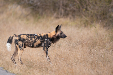 Naklejka na ściany i meble A beautiful African wild dog standing in the dry grassland in Kruger National Par.