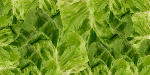 Fresh lettuce background. Lettuce slices theme.