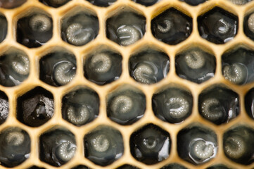 Honey Bee Larva in Royal Jelly