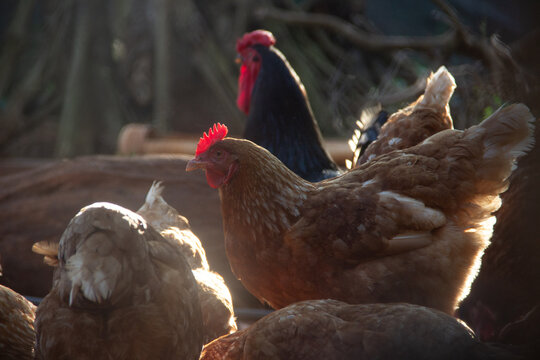 Patos, Gallinas y Gallinetas en granja Biodinamica, Puerto Rico, Misiones, Argentina, 2024