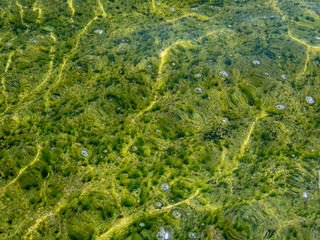 Abstract water surface of the sea with bubbles, reflections and green algae on seabed