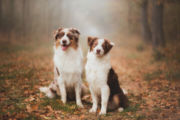 two australian shepherd dogs sitting in a misty forest on a path