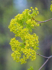 Fresh maple leaves with flowers and seeds