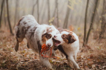 two australian shepherd dogs playing tug with a toy running in a misty forest in autumn