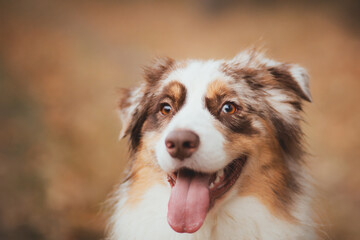 brown australian shepherd puppy dog head portrait in a misty forest in autumn