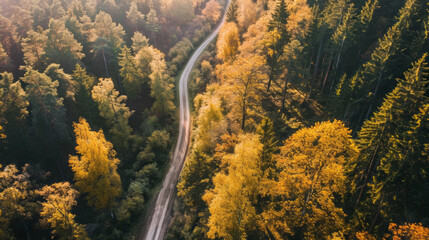 Experience the majestic rainforest from above with this drone-captured aerial view, showcasing the high canopies, dense foliage, and vibrant coolers along the remote highway