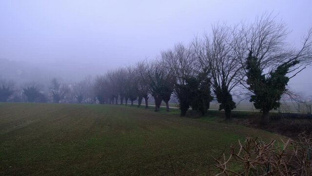 Mattina di gennaio con nebbia, alberi che costeggiano la piccola strada di campagna,