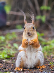 Squirrel sitting in green grass. Eurasian Red squirrel sitting in grass against bright green background