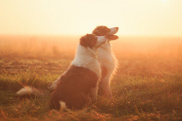 two australian shepherd dogs sitting head portrait on a misty field at sunset