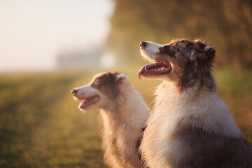 two australian shepherd dogs sitting head portrait on a misty field at sunset