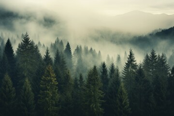 Misty forest landscape with trees fading into the distance