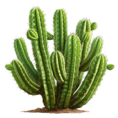 Cactus-Green-Bright-2.png
