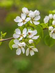 Obraz premium White blossoming apple trees. White apple tree flowers