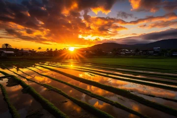 Foto op Canvas Paddy field transformed into a breathtaking golden expanse during sunset © KerXing