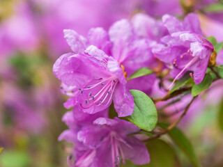 Pink flowers of Siberian rhododendron copy space. Rhododendron dauricum. Spring flowering of Altai rhododendron.